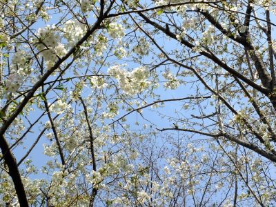 けやきが丘（大島桜）
