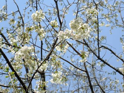 けやきが丘（大島桜）
