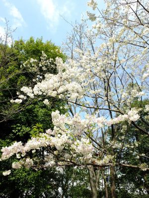けやきが丘（大島桜）
