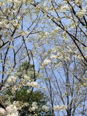 けやきが丘（大島桜）
