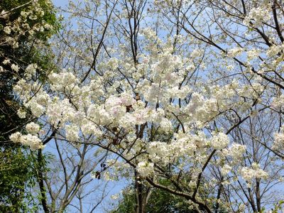 けやきが丘（大島桜）
