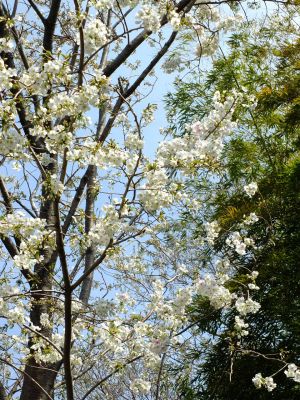 けやきが丘（大島桜）
