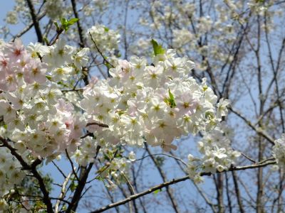 けやきが丘（大島桜）

