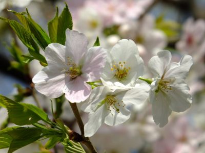 けやきが丘（大島桜）
