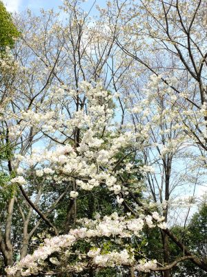 けやきが丘（大島桜）

