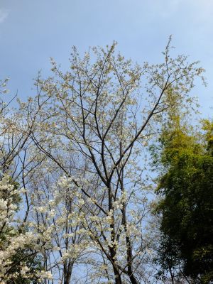 けやきが丘（大島桜）
