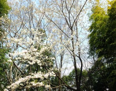 けやきが丘（大島桜）
