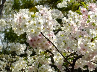 けやきが丘（大島桜）
