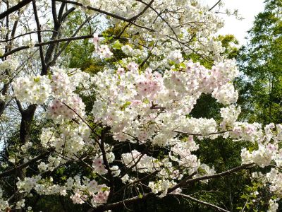 けやきが丘（大島桜）

