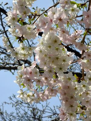 けやきが丘（大島桜）
