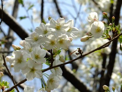 けやきが丘（大島桜）

