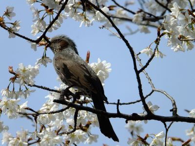 渋沢橋（山桜）
