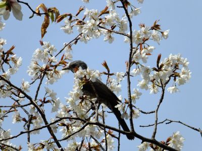 渋沢橋（山桜）
