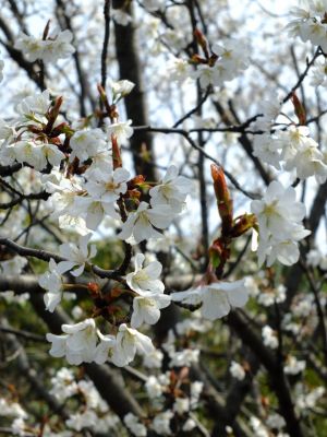 渋沢橋（山桜）
