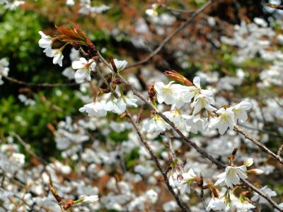 渋沢橋（山桜）
