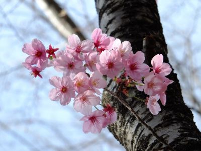 都筑中央公園（横浜緋桜）
