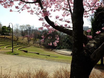 都筑中央公園（横浜緋桜）
