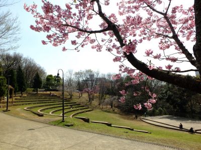 都筑中央公園（横浜緋桜）
