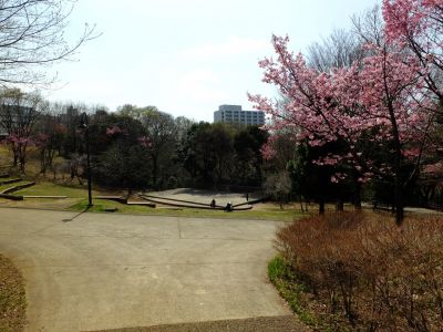 都筑中央公園（横浜緋桜）
