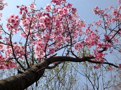 都筑中央公園（横浜緋桜）
