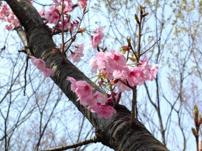 都筑中央公園（横浜緋桜）
