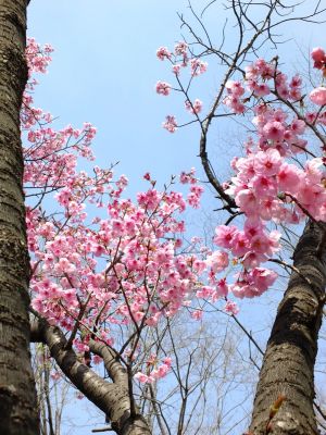 都筑中央公園（横浜緋桜）
