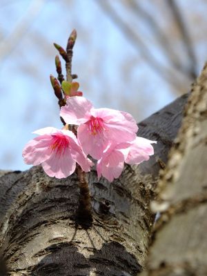 都筑中央公園（横浜緋桜）
