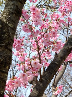 都筑中央公園（横浜緋桜）
