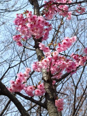 都筑中央公園（横浜緋桜）
