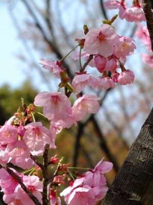 都筑中央公園（横浜緋桜）

