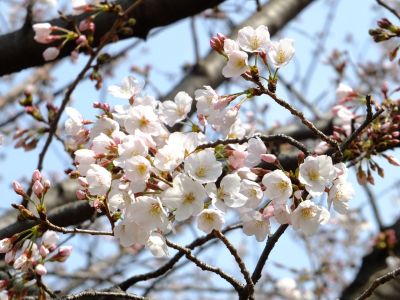 都筑中央公園（染井吉野）
