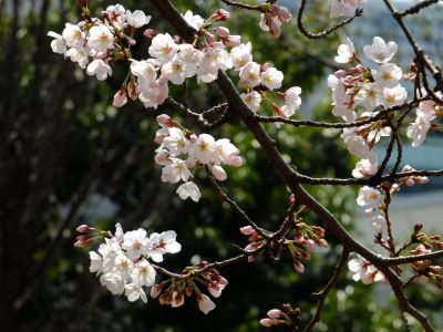 都筑中央公園（染井吉野）
