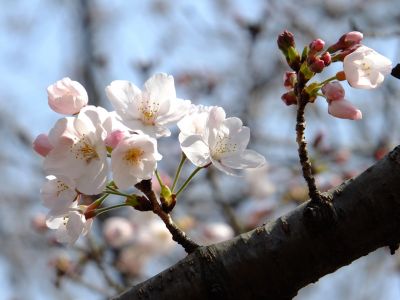 都筑中央公園（染井吉野）

