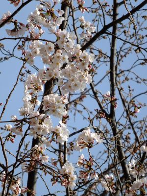 都筑中央公園（染井吉野）
