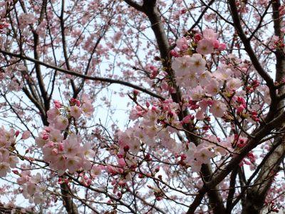早渕川親水公園（神代曙）
