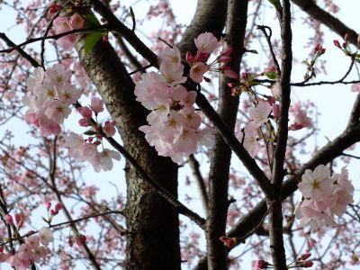 早渕川親水公園（神代曙）
