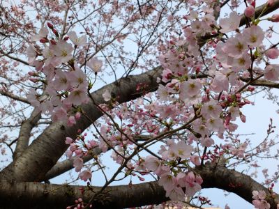 早渕川親水公園（神代曙）
