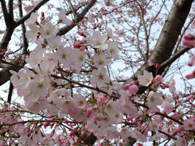 早渕川親水公園（神代曙）
