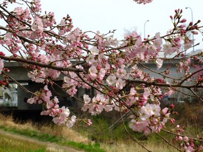 早渕川親水公園（神代曙）
