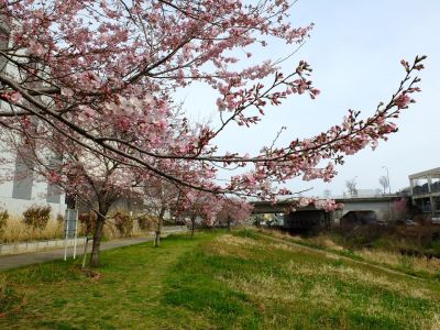 早渕川親水公園（神代曙）
