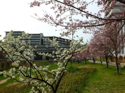 早渕川親水公園（神代曙）
