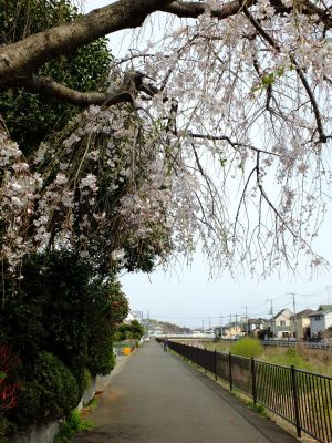 なかこうちはし（枝垂桜）
