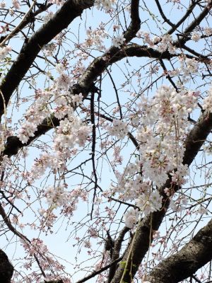なかこうちはし（枝垂桜）
