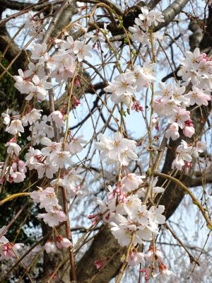 なかこうちはし（枝垂桜）
