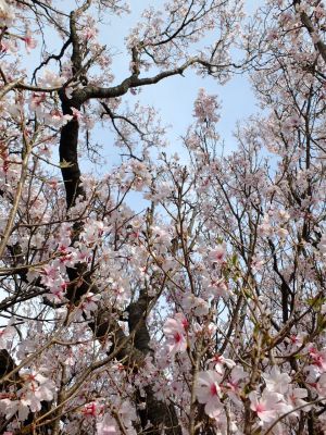 なかこうちはし
