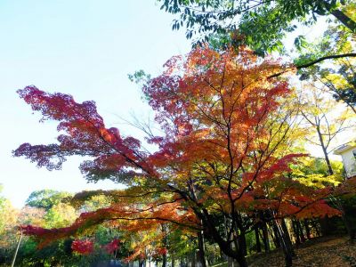 ささぶねの道（渋沢橋）
