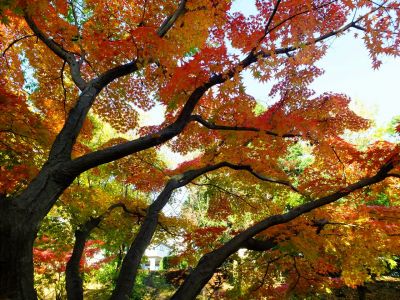 ささぶねの道（渋沢橋）
