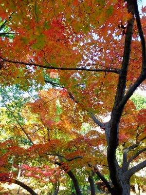 ささぶねの道（渋沢橋）
