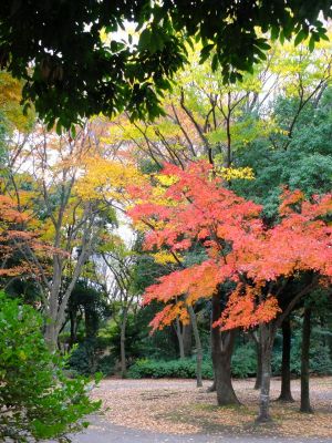 ささぶねの道（御影橋）葛ケ谷公園
