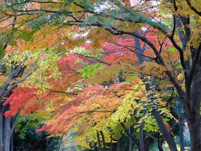 ささぶねの道（御影橋）葛ケ谷公園
